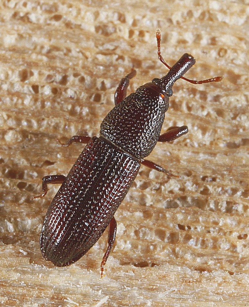 Euophryum confine (Euophryum confine)