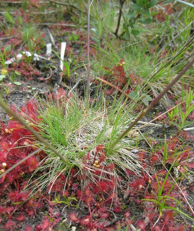 Fin Bunke (Deschampsia setacea)