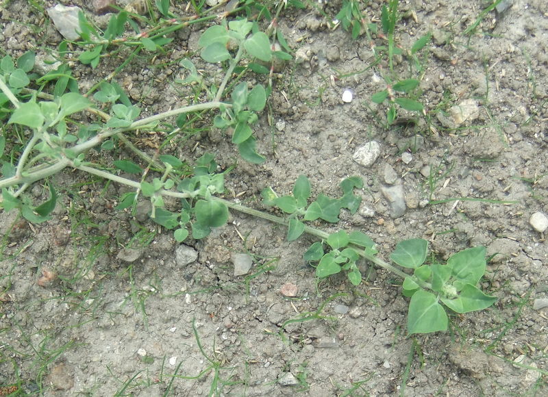 Stinkende Gåsefod (Chenopodium vulvaria)