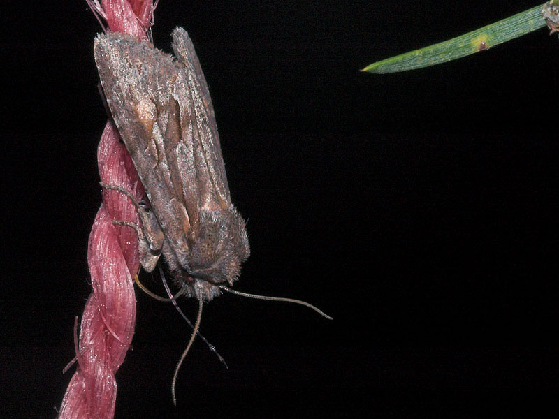 Lithophane lamda (Lithophane lamda)