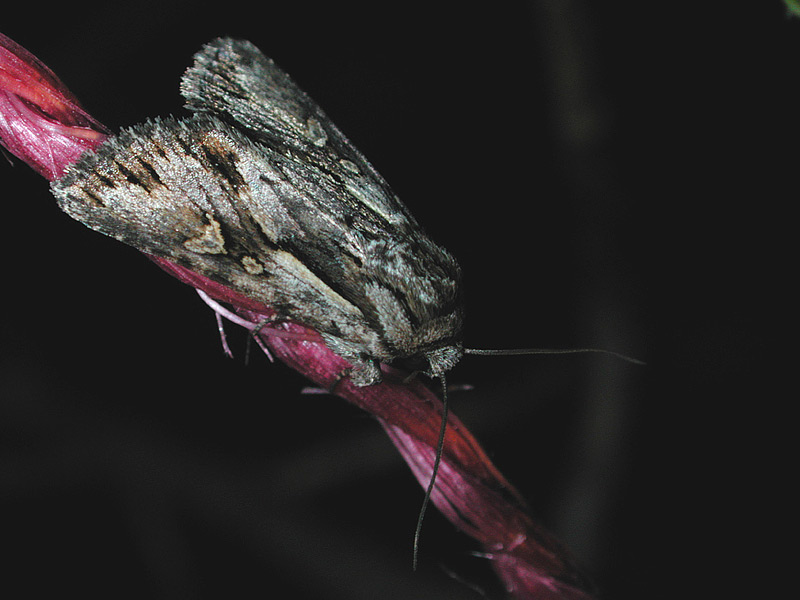 Blegskuldret Perikonugle (Chloantha hyperici)