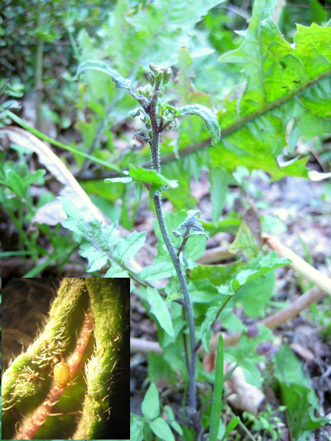 Korsblomstbladlus (Lipaphis erysimi)