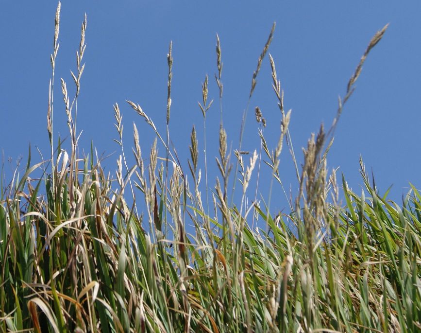Bakke-Stilkaks (Brachypodium pinnatum)