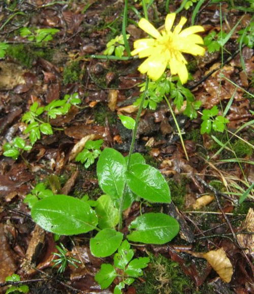 Hieracium danicum (Hieracium danicum)