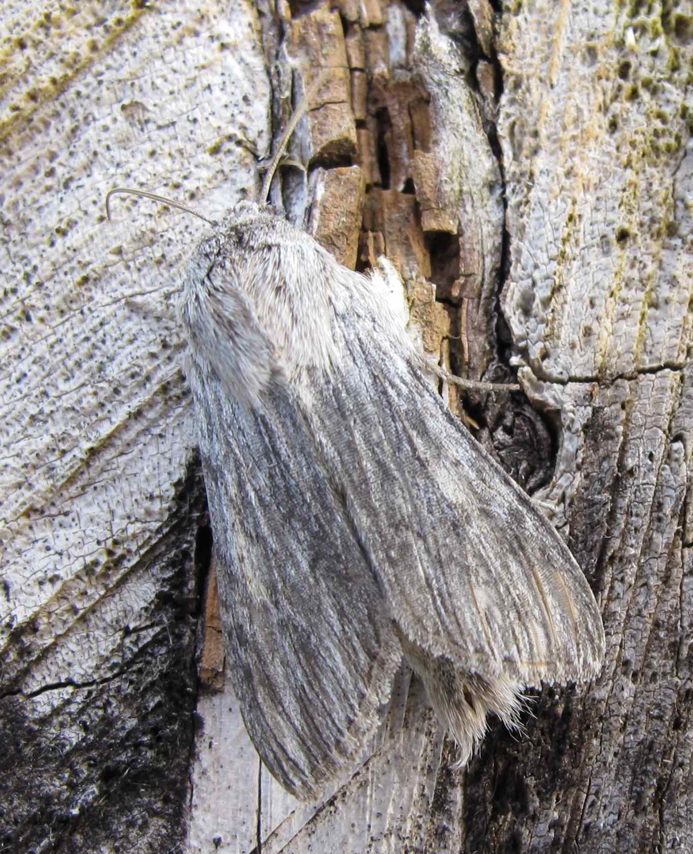 Østlig Hætteugle (Cucullia praecana)