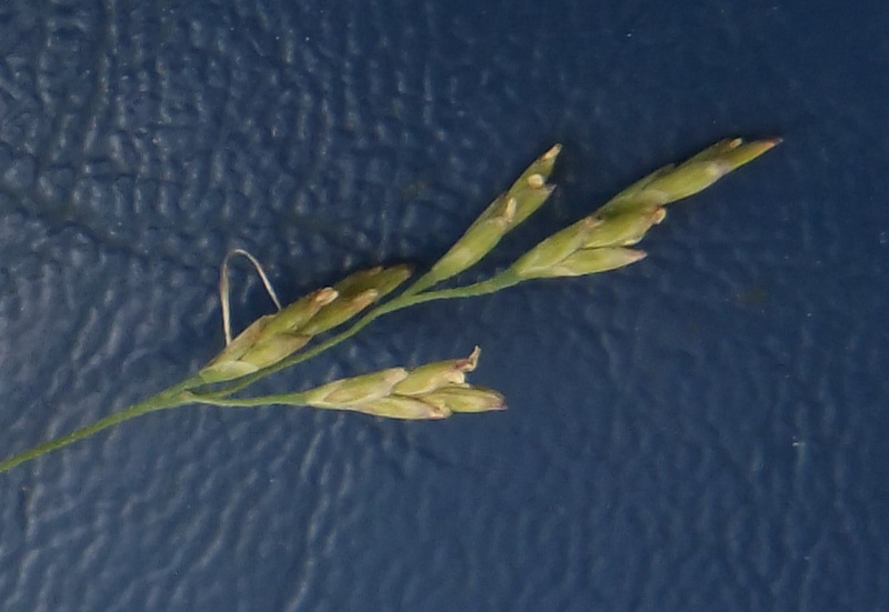 Slap Annelgræs (Puccinellia capillaris)