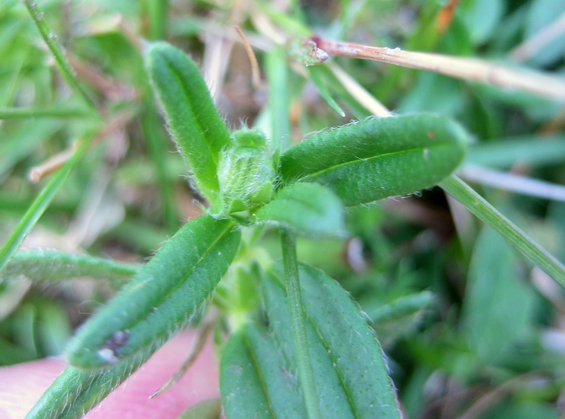Aceria rosalia (Aceria rosalia)