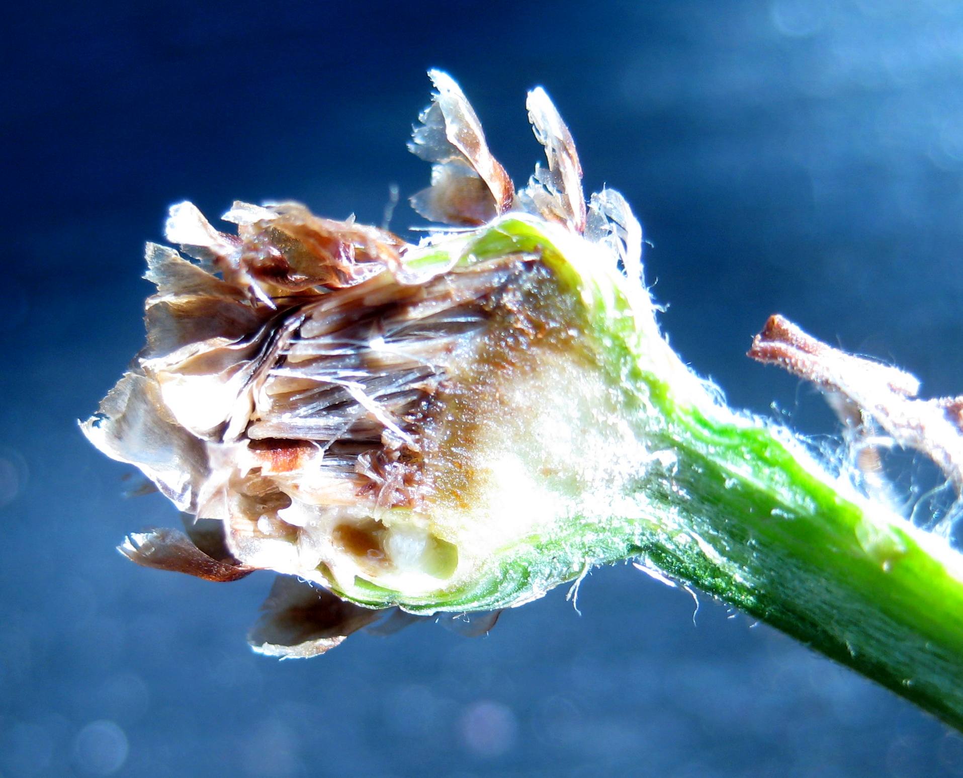 Isocolus jaceae (Isocolus jaceae)