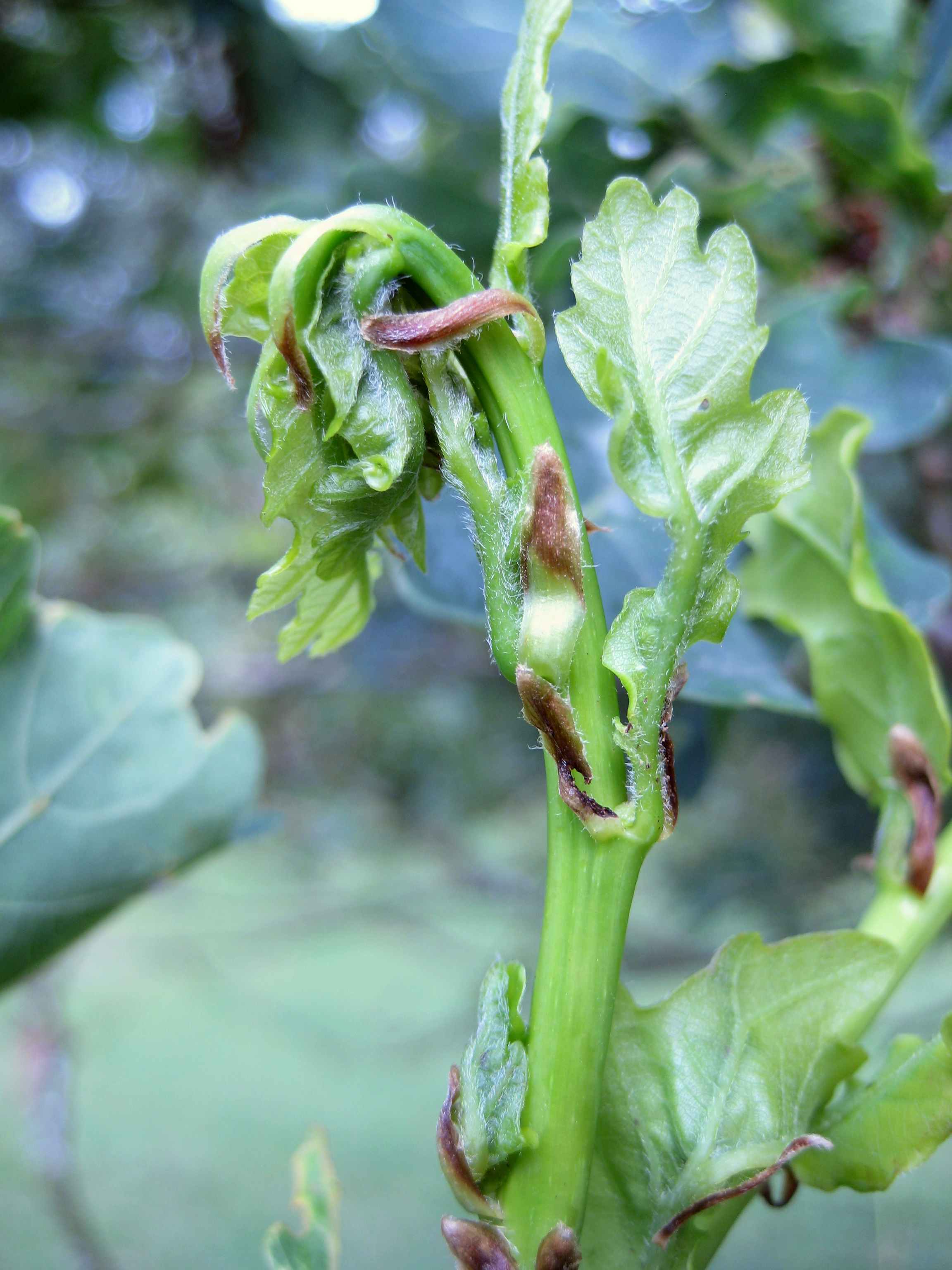 Egeskudgalmyg (Arnoldiola quercus)