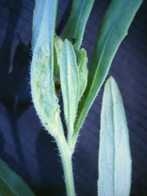 Macrolabis hieracii (Macrolabis hieracii)