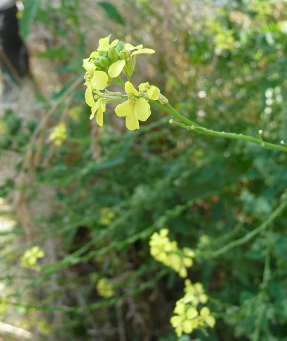 Knopskulpe coll. (Rapistrum rugosum coll.)