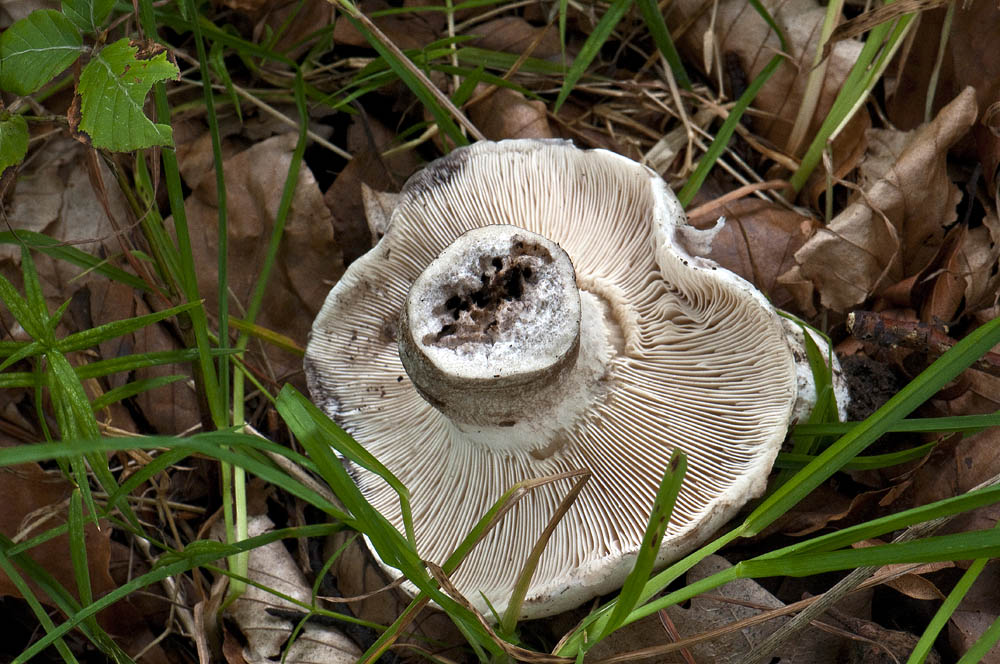 Kul-Skørhat (Russula anthracina)