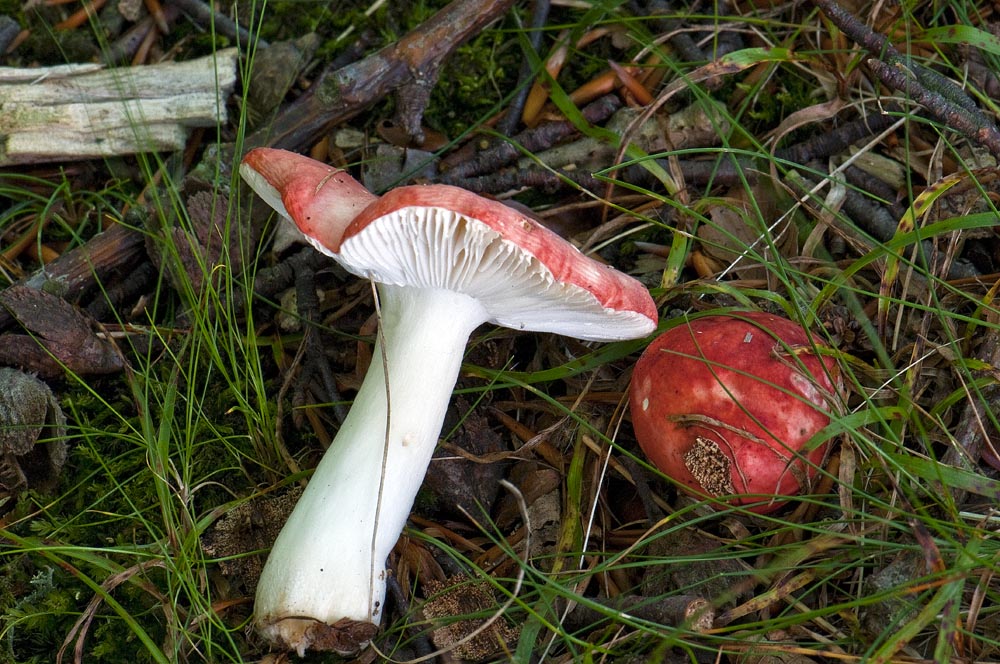 Giftrød Skørhat (Russula emeticicolor)