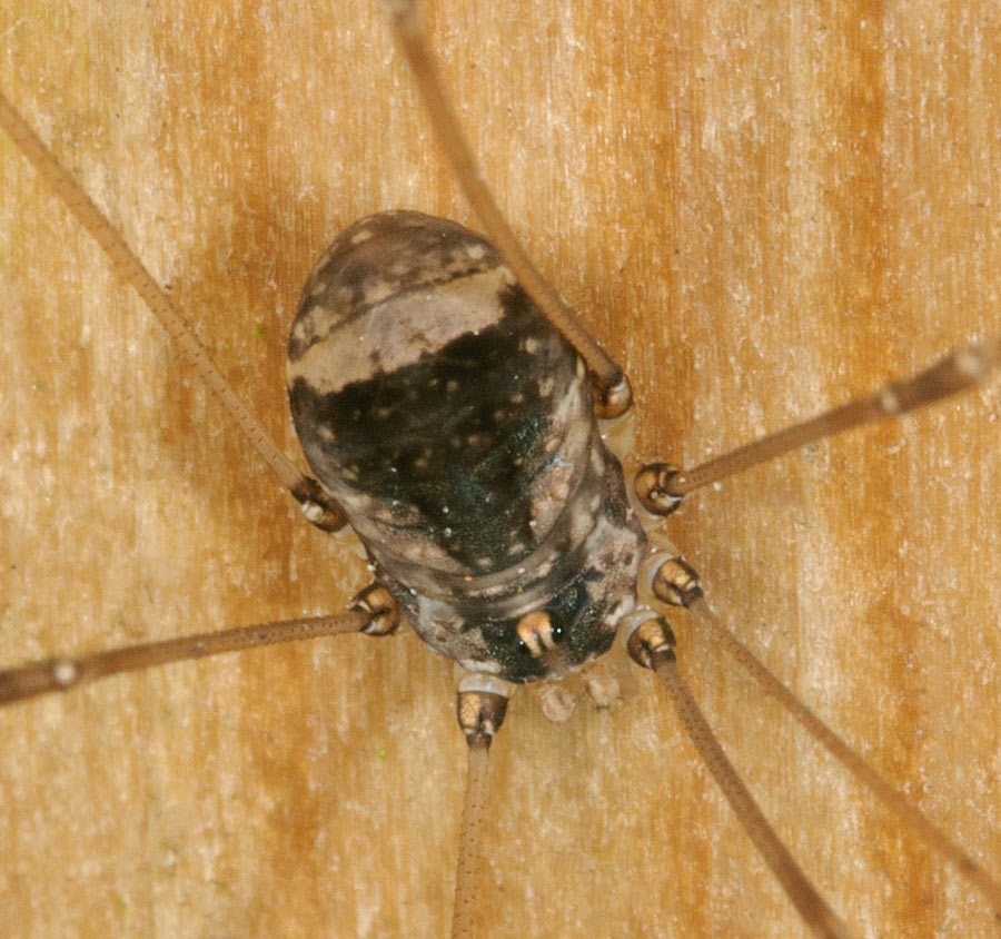 Hvidøjet Langbensmejer (Leiobunum blackwalli)