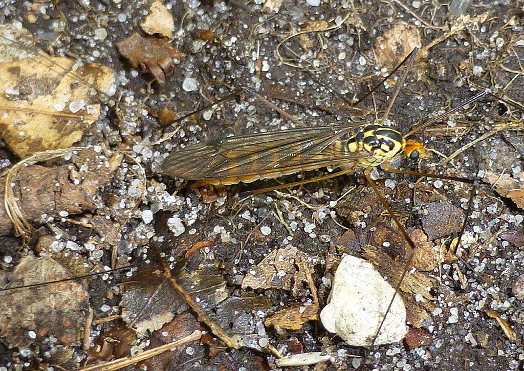 Nephrotoma flavipalpis (Nephrotoma flavipalpis)