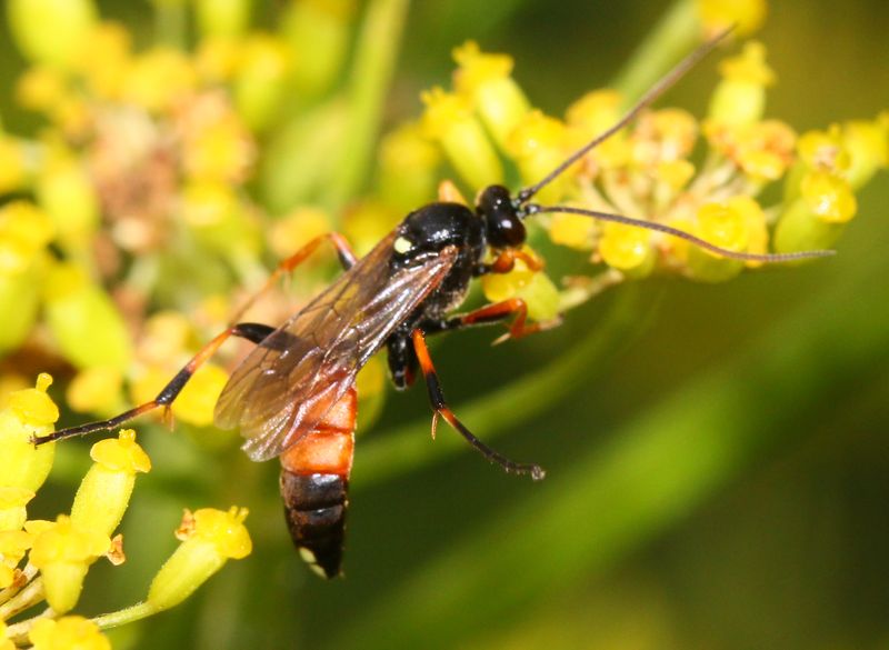 Ichneumon gracilicornis (Ichneumon gracilicornis)
