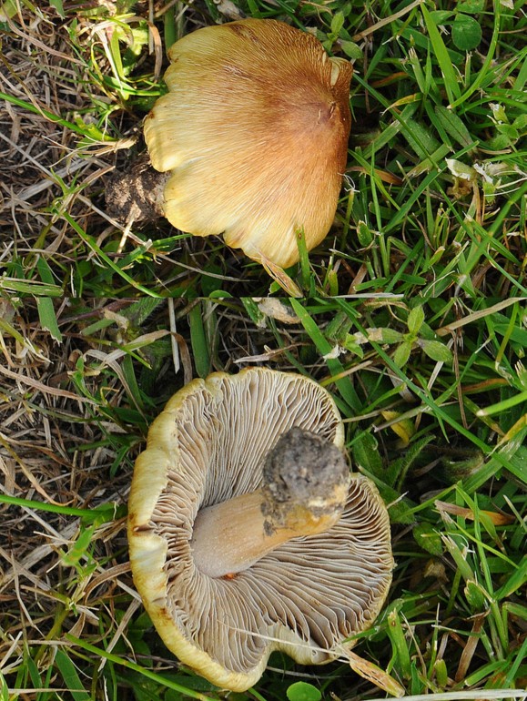 Gul Trævlhat (Inocybe flavella)