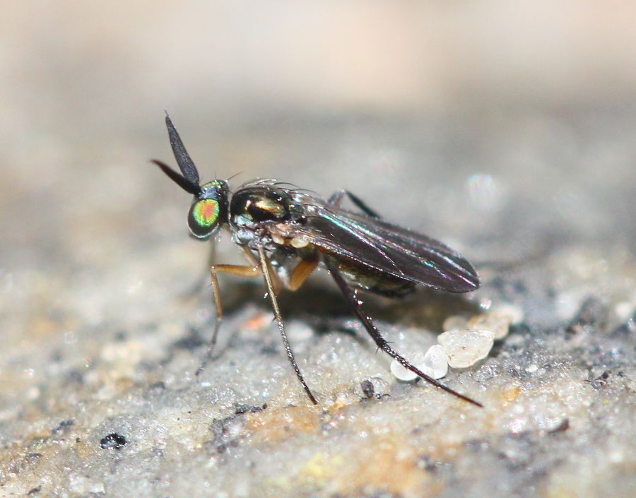 Rhaphium appendiculatum (Rhaphium appendiculatum)