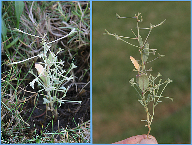Stilket Kilebæger (Atriplex pedunculata)