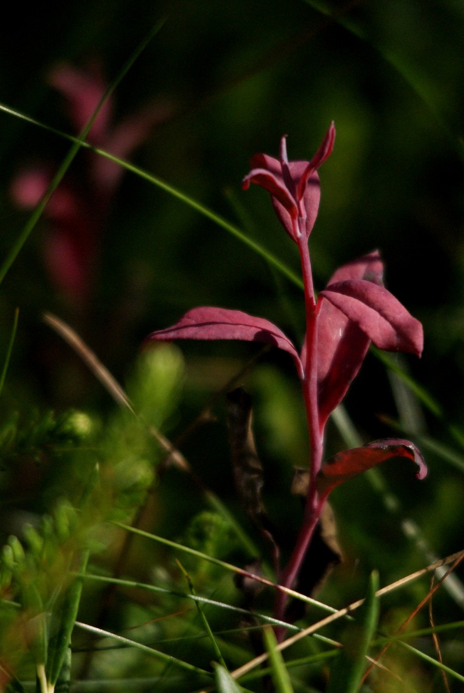 Exobasidium karstenii (Exobasidium karstenii)