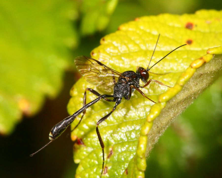 Anomalon cruentatum (Anomalon cruentatum)