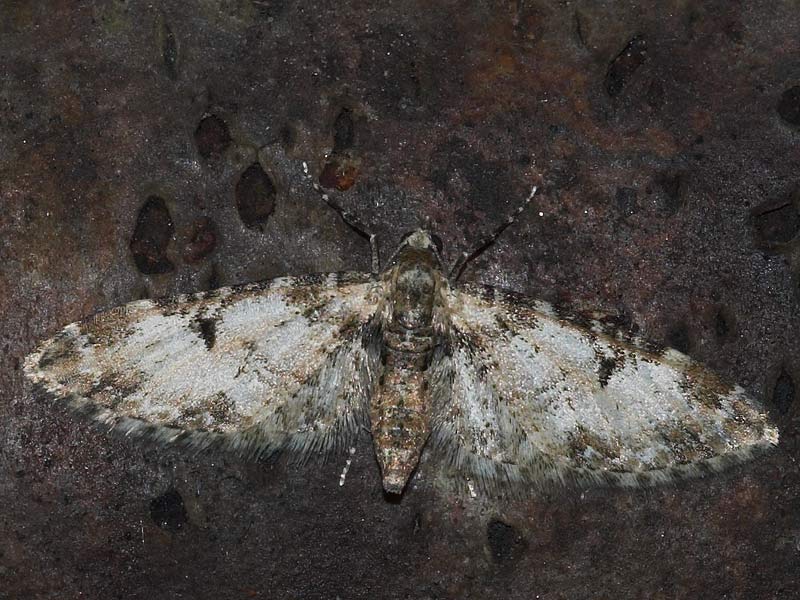 Gråblå Æbledværgmåler (Eupithecia irriguata)