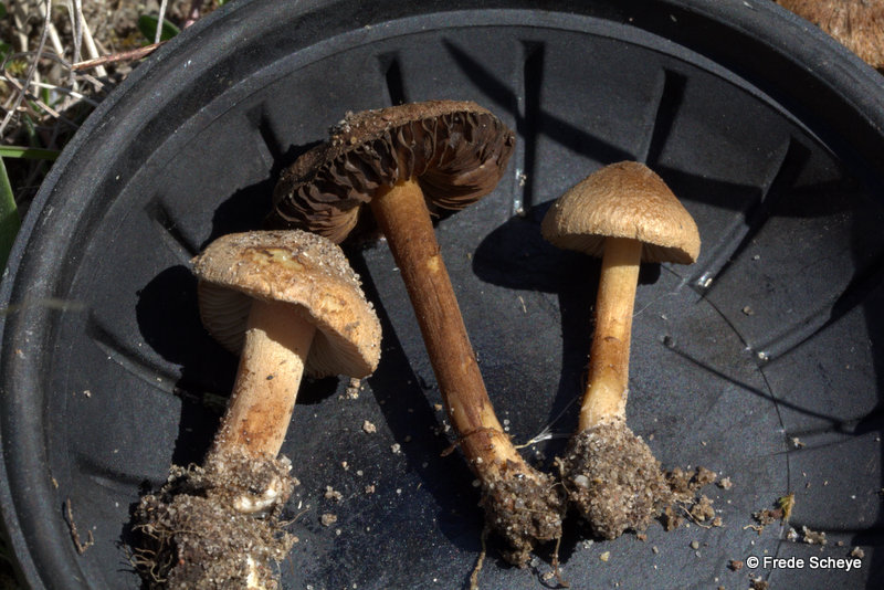 Klit-Trævlhat (Inocybe vulpinella)