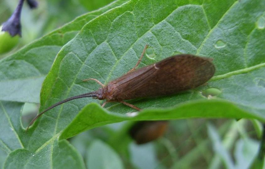 Ironoquia dubia (Ironoquia dubia)