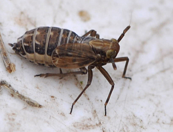 Delphax sp. (Delphax sp.)