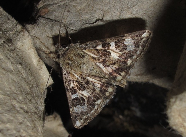 Markbynkeugle (Protoschinia scutosa)