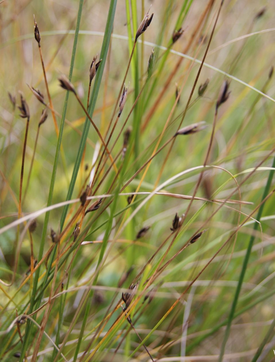 Rust-Skæne (Schoenus ferrugineus)