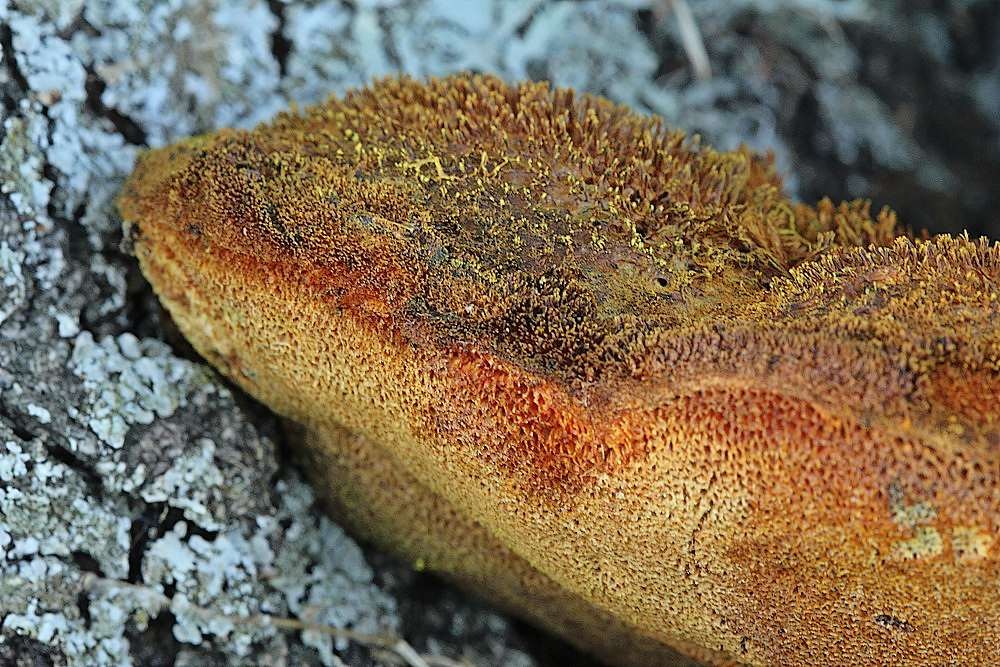 Børstehåret Spejlporesvamp (Inonotus hispidus)