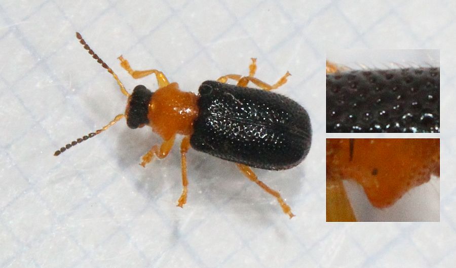 Zeugophora frontalis (Zeugophora frontalis)