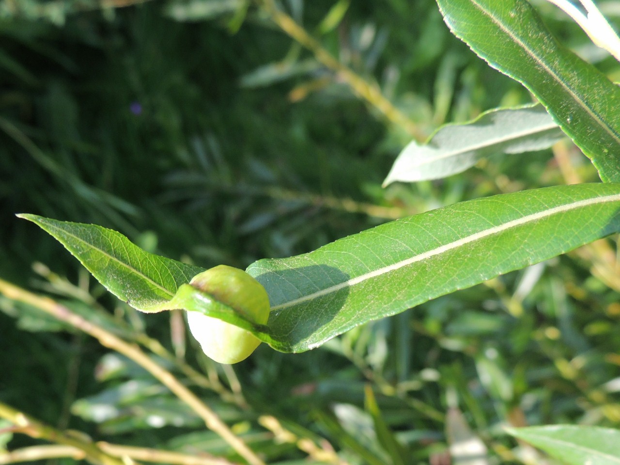Eupontania vesicator (Eupontania vesicator)