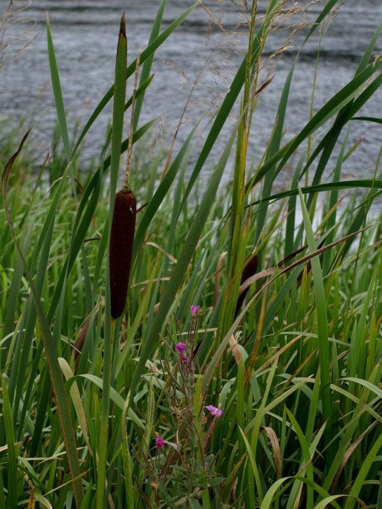Bredbladet (Typha latifolia) - Naturbasen