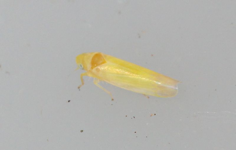 Edwardsiana frustrator (Edwardsiana frustrator)