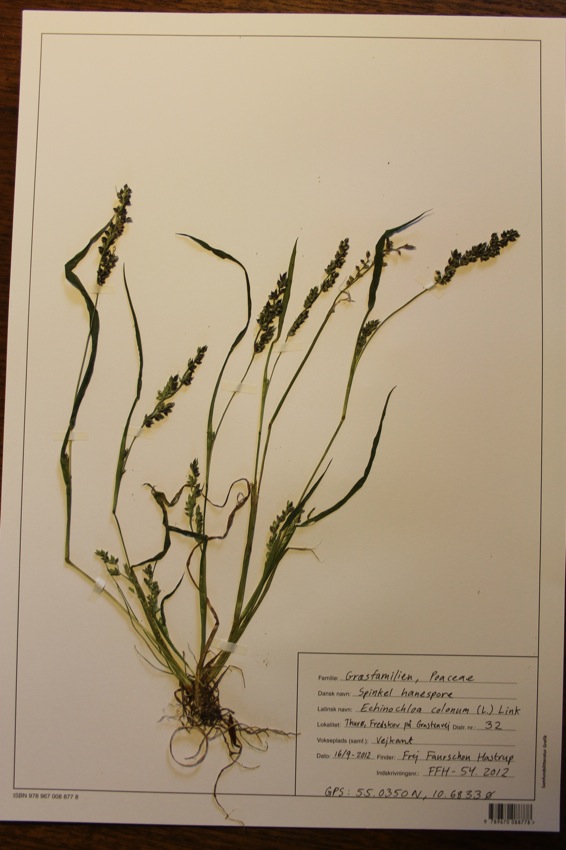 Spinkel Hanespore (Echinochloa colonum) - Naturbasen