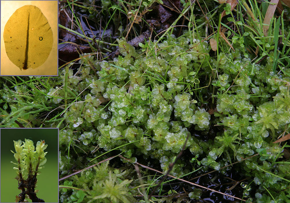 Sortstænglet Sumpmos (Pseudobryum cinclidioides)