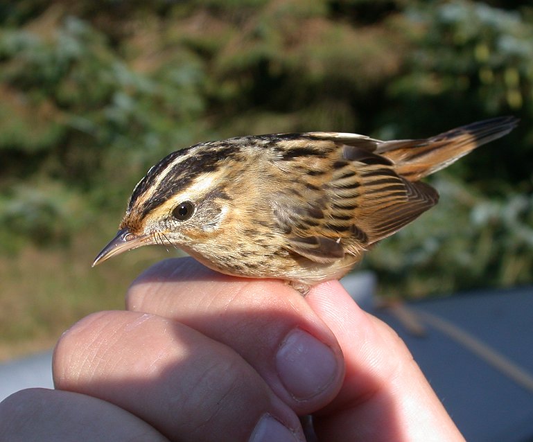 Vandsanger (Acrocephalus paludicola)