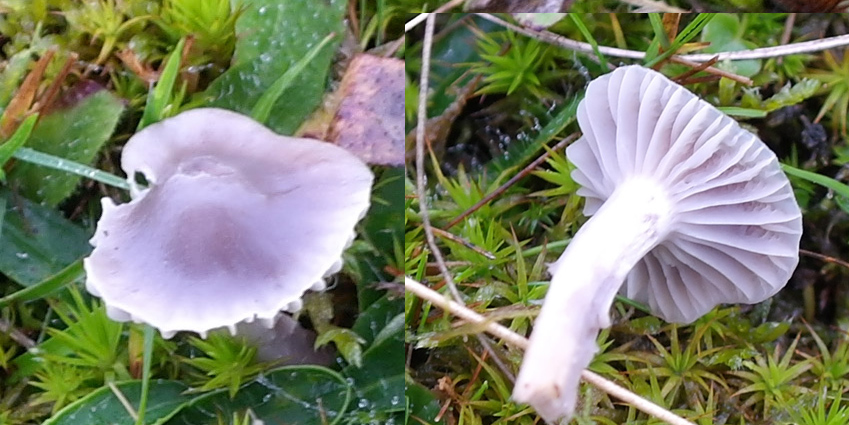 Gråviolet Vokshat (Cuphophyllus lacmus)
