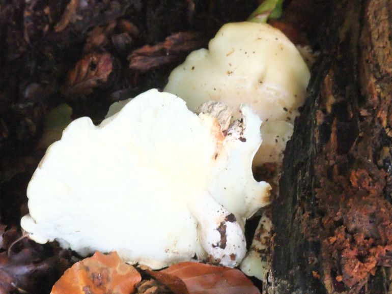 Vedtragthat (Ossicaulis lignatilis)