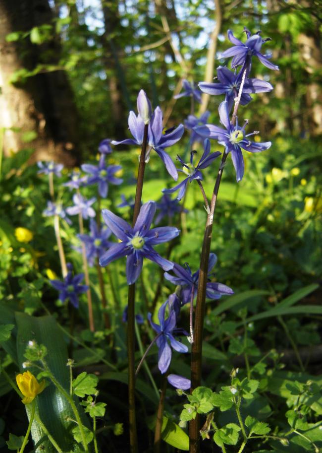 Himmelblå Skilla (Scilla amoena)