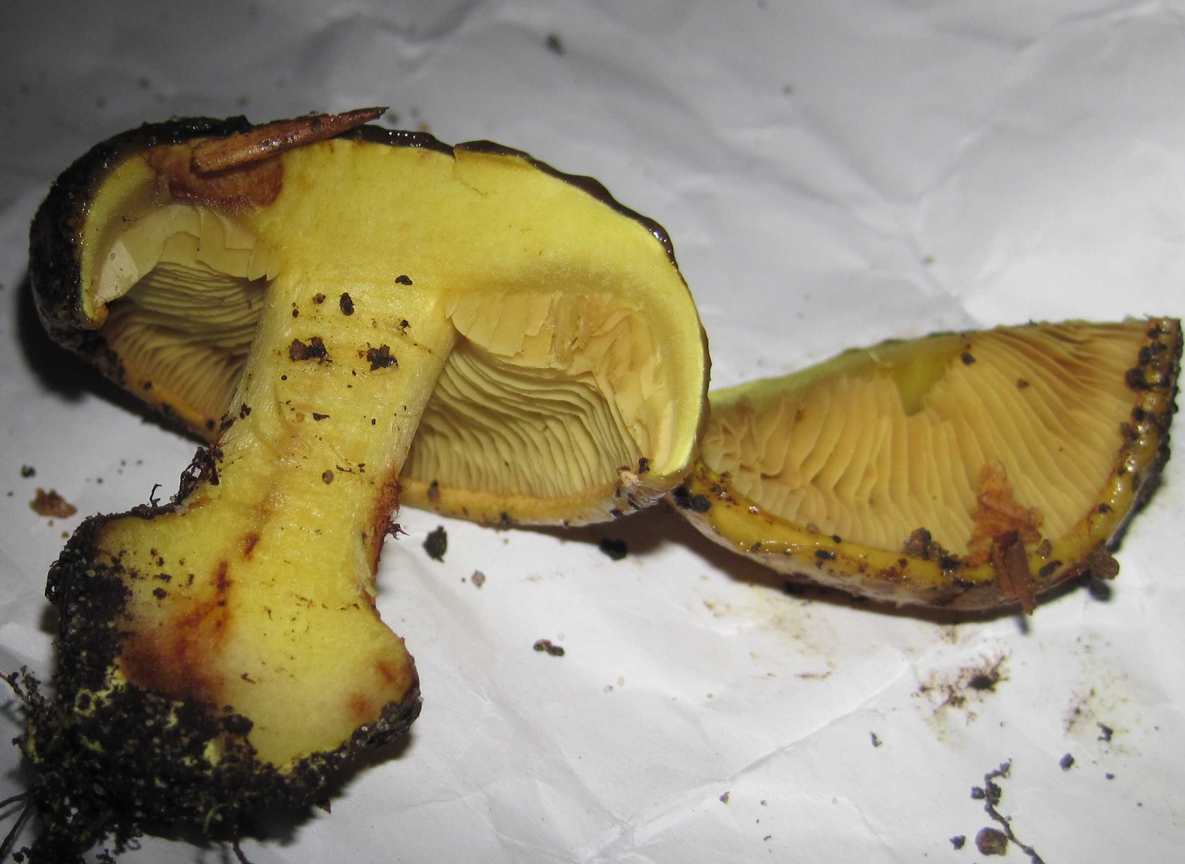 Sirene-Slørhat (Cortinarius splendens)