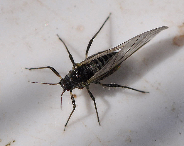 Chaitophorus sp. (Chaitophorus sp.)