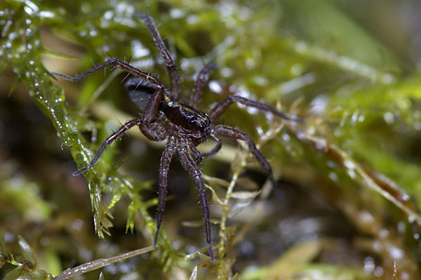 Tørvemosejæger (Pardosa sphagnicola)