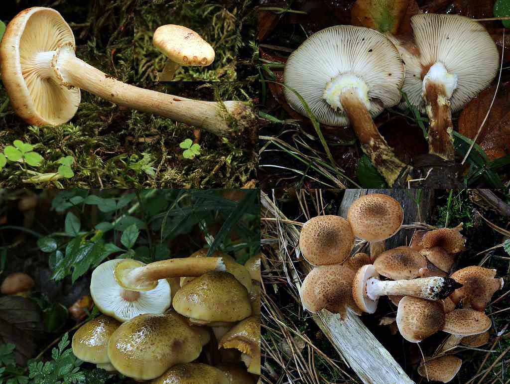 Ægte Honningsvamp (Armillaria mellea)