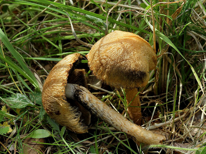 Ildhåret Mørkhat (Lacrymaria pyrotricha)