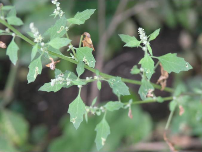 Chenopodium borbasioides (Chenopodium borbasioides)