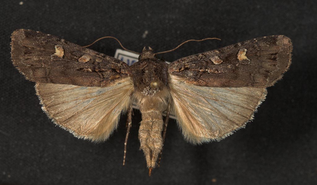 Finsk Ugle (Actebia fennica)