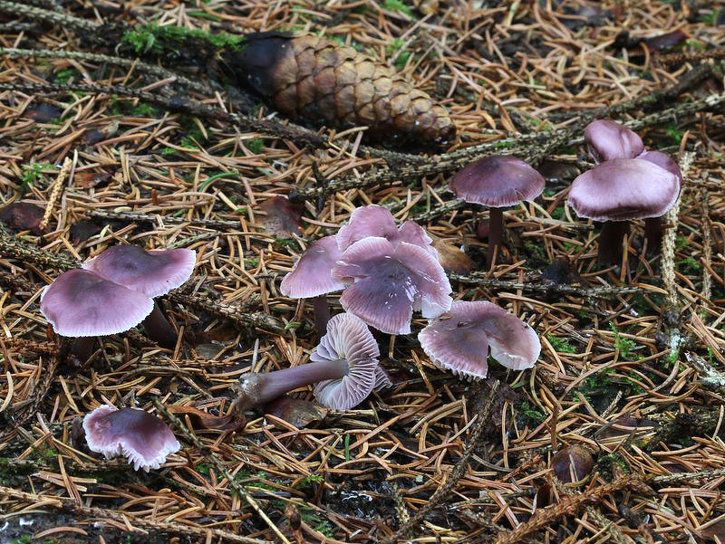 Tobaks-Huesvamp (Mycena diosma)